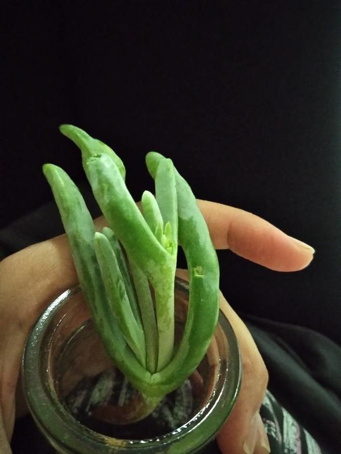 Rhombophyllum nelii — related species from the same genus