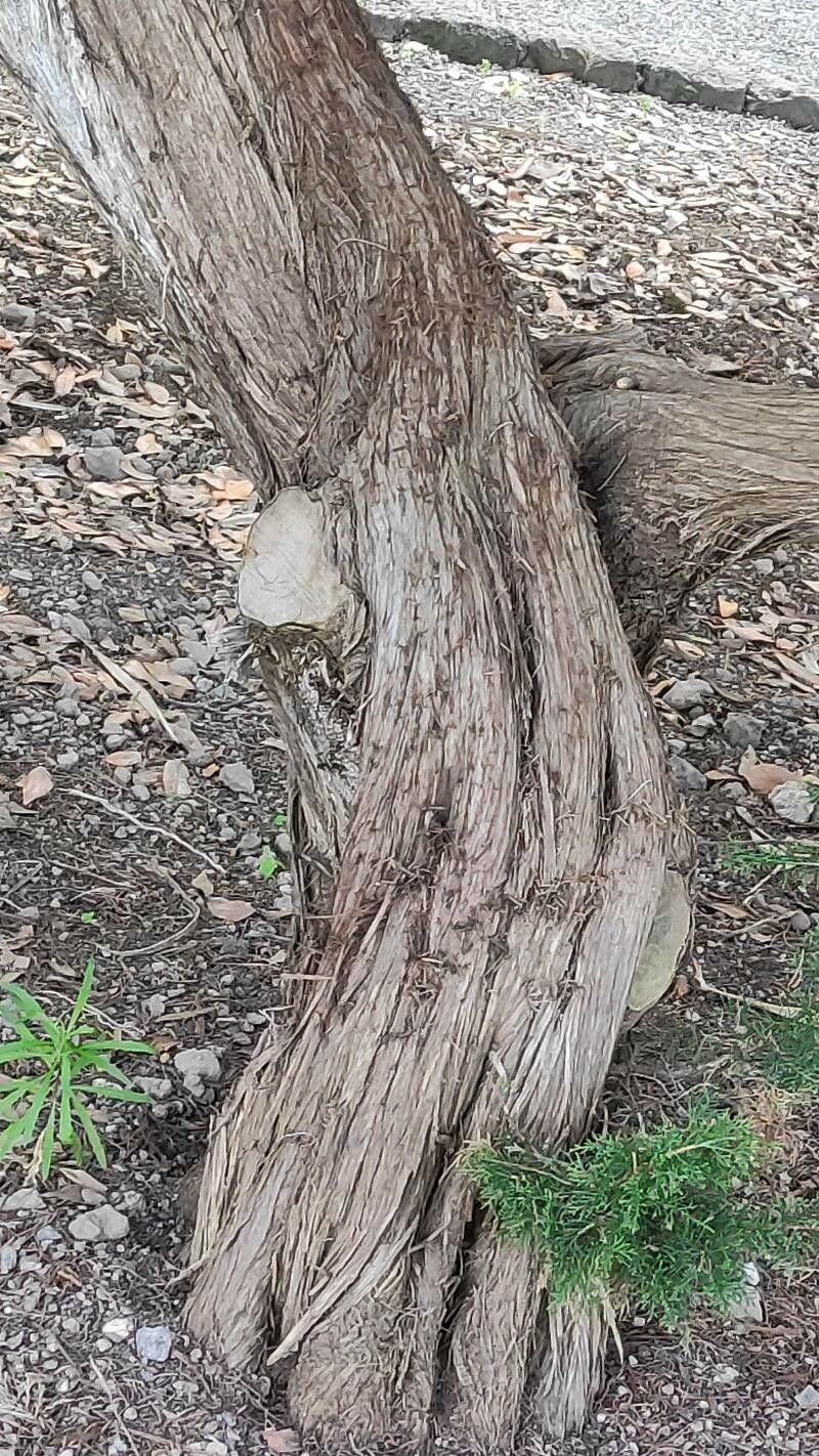 Juniperus turbinata bark