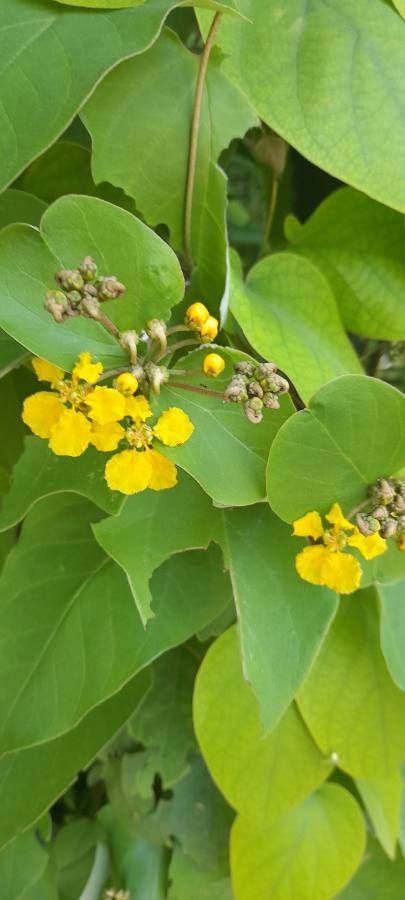 Stigmaphyllon ciliatum flower