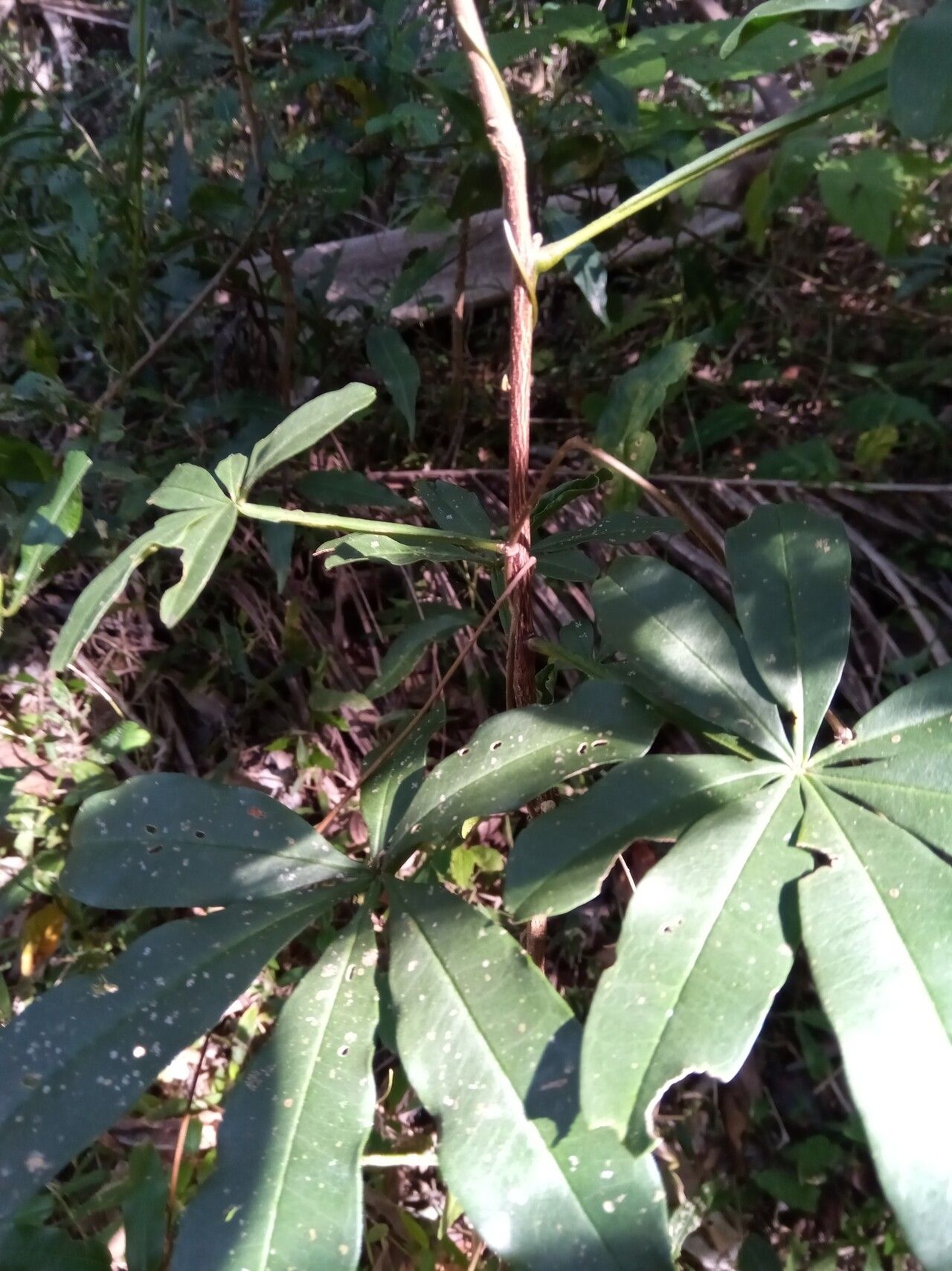 Vepris fitoravina — search result for 'Vepris'