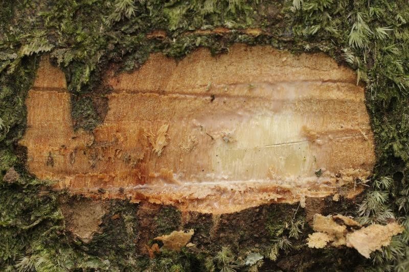 Pouteria engleri other