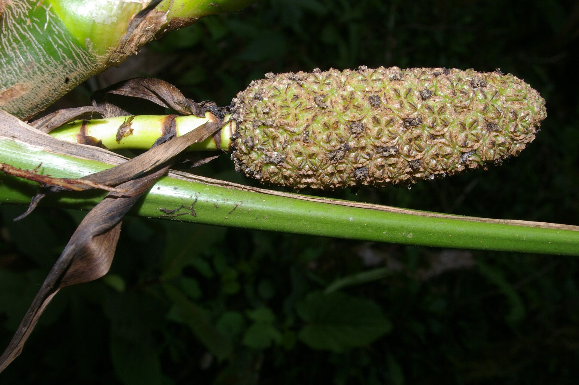 Asplundia stenophylla habit