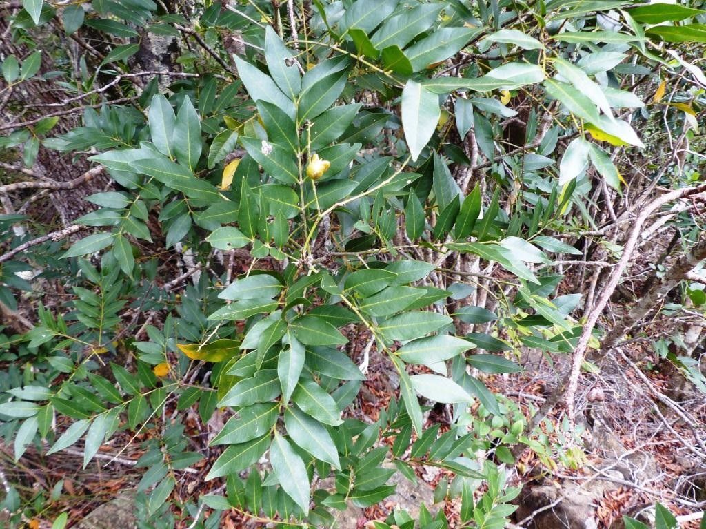 Cupaniopsis fruticosa habit