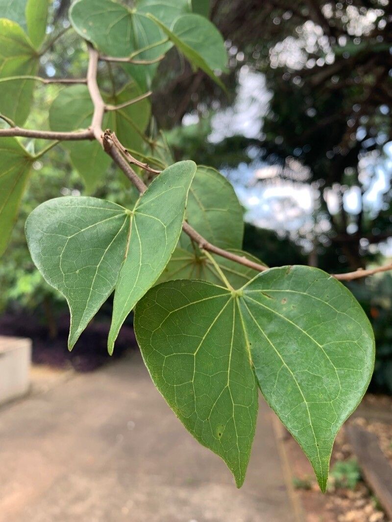 Bauhinia uruguayensis — houseplant care guide