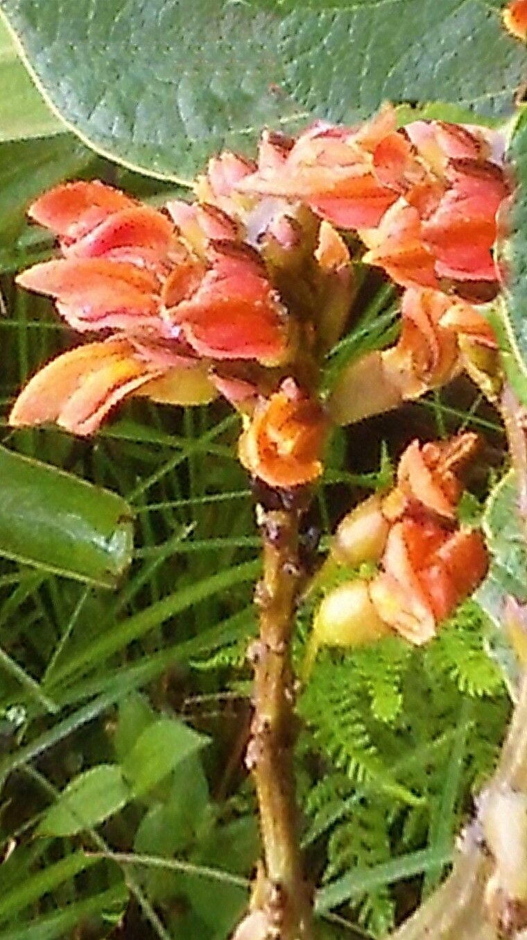 Butea buteiformis — related species from the same genus