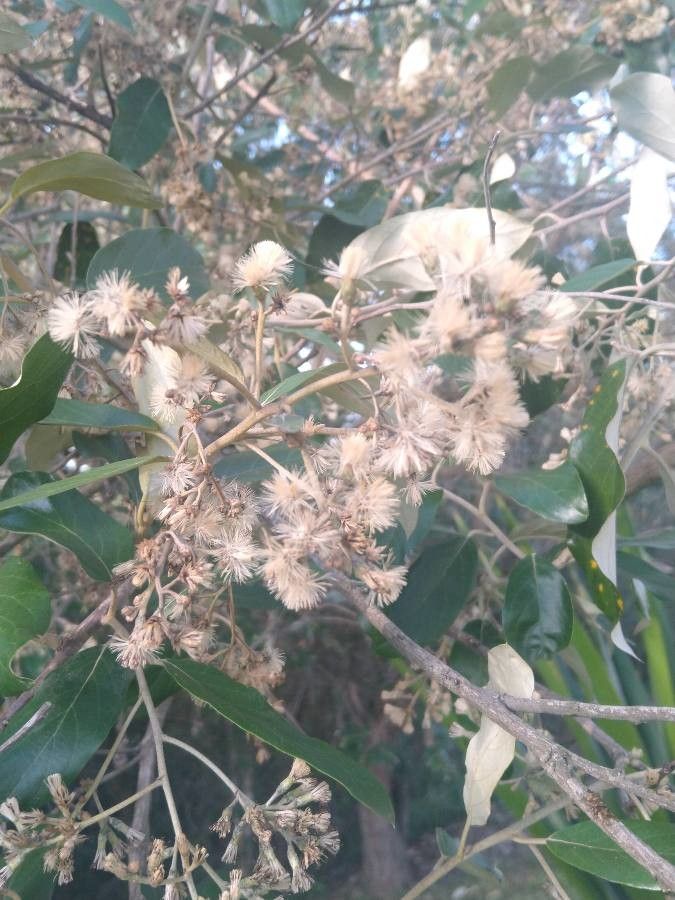 Senecio bayonnensis flower