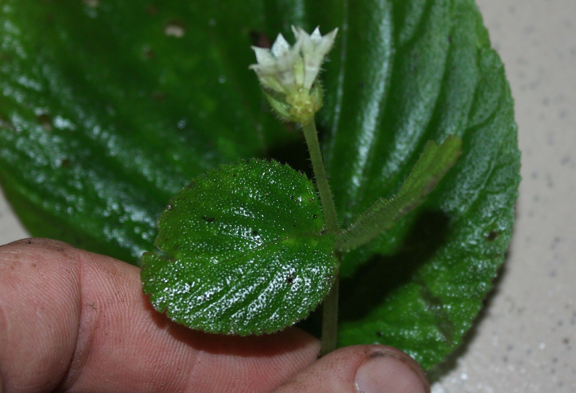 Epithema tenue other