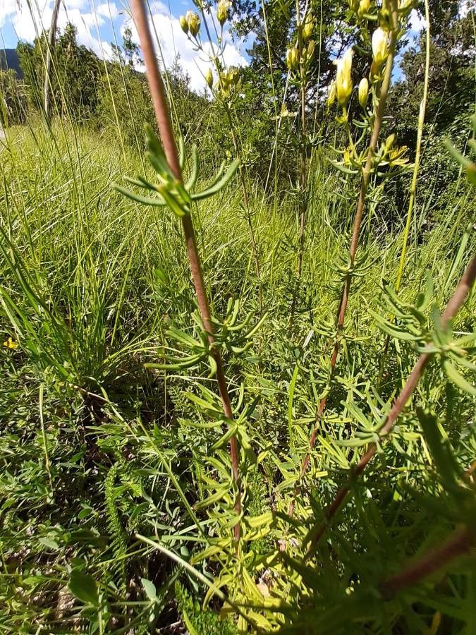 Hypericum hyssopifolium leaf