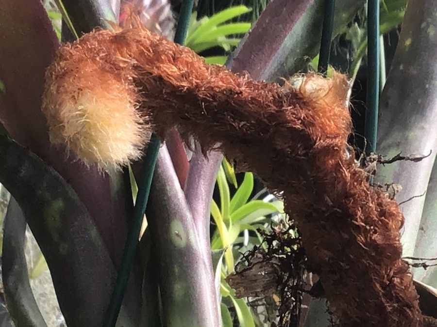 Billbergia macrocalyx flower