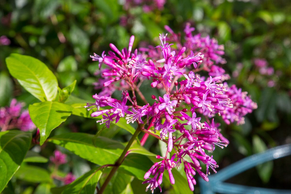 Fuchsia paniculata flower