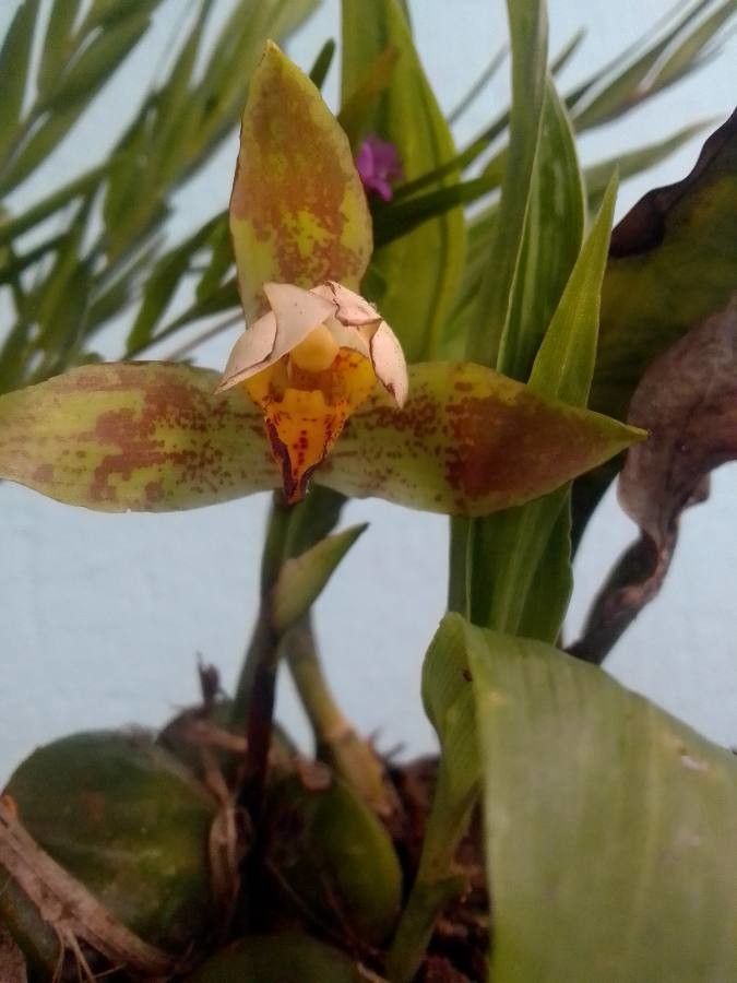 Lycaste deppei flower