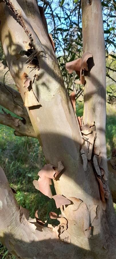 Myrcianthes cisplatensis bark