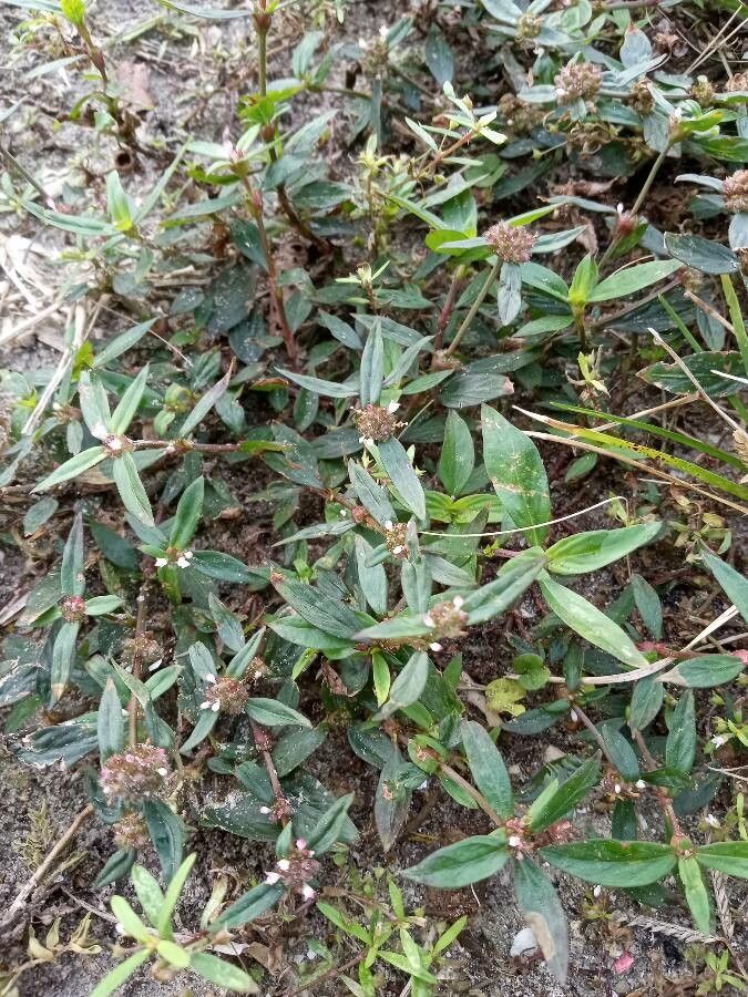 Borreria remota leaf