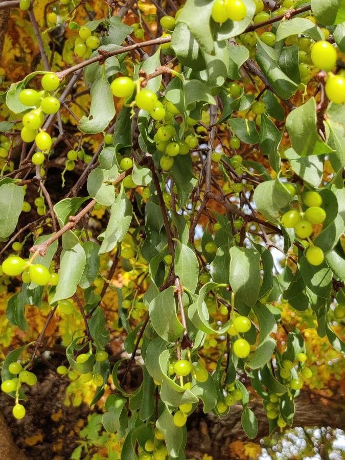 Loranthus europaeus — salt tolerant houseplant