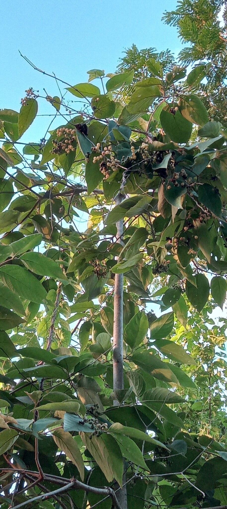 Cordia sellowiana — houseplant care guide