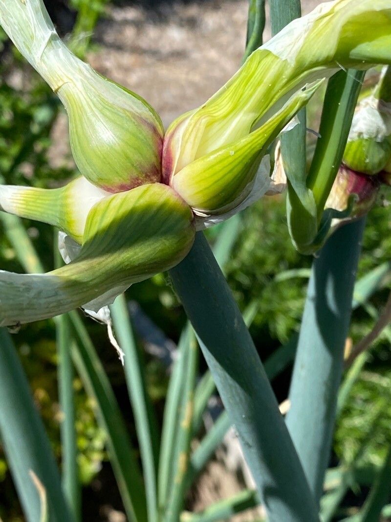 Allium × proliferum fruit
