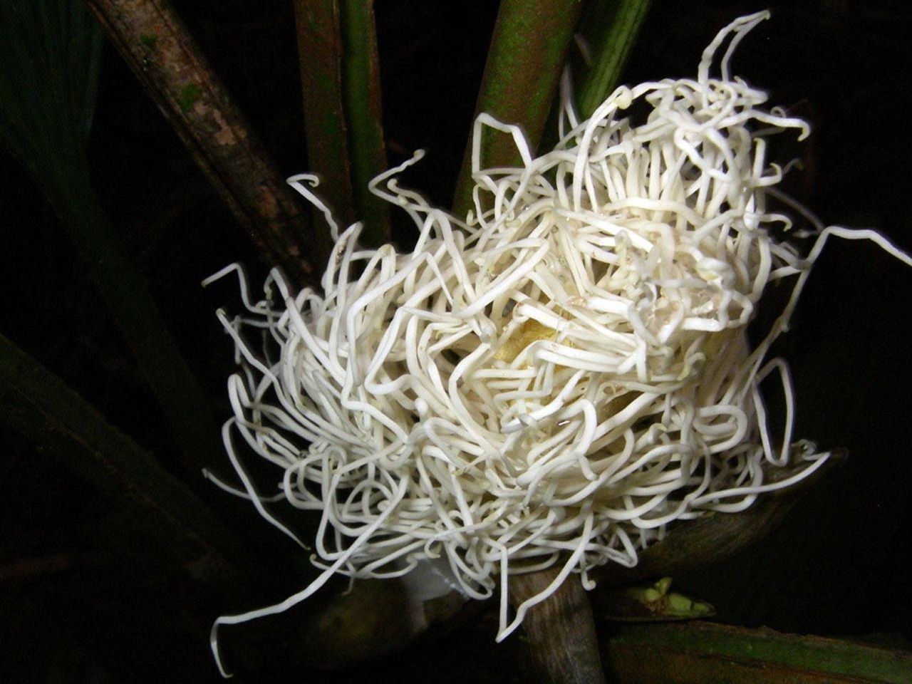 Asplundia uncinata flower