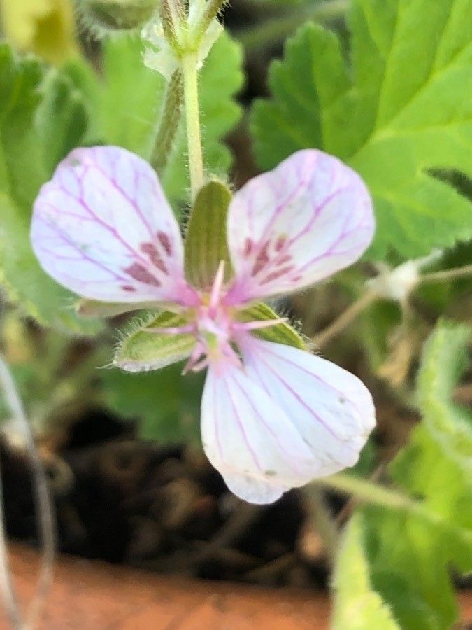 Erodium trifolium flower