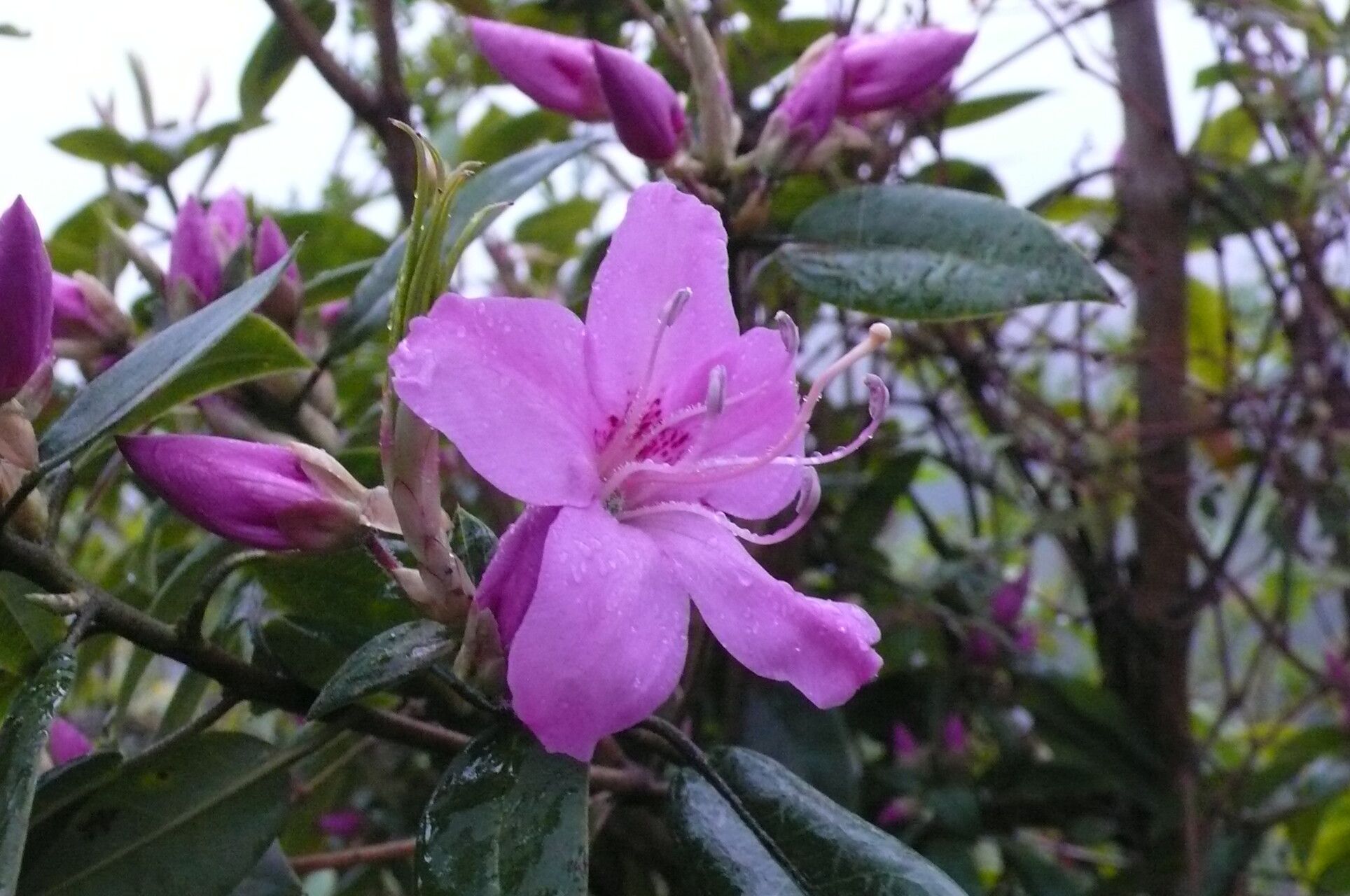 Rhododendron leptothrium flower