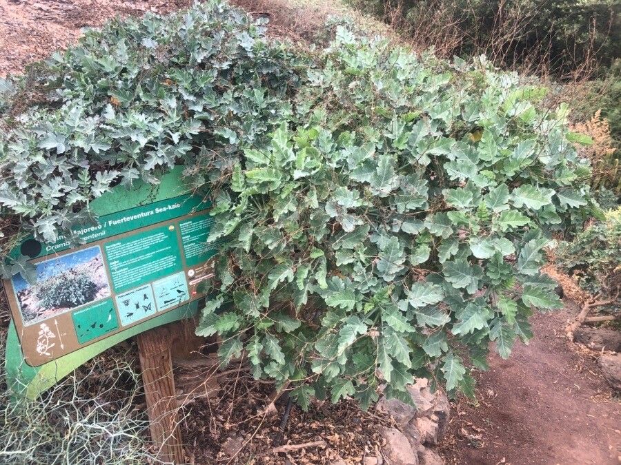 Crambe sventenii habit