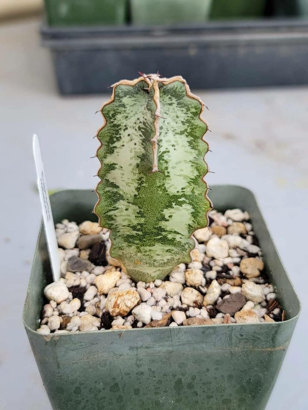 Euphorbia robecchii — houseplant care guide