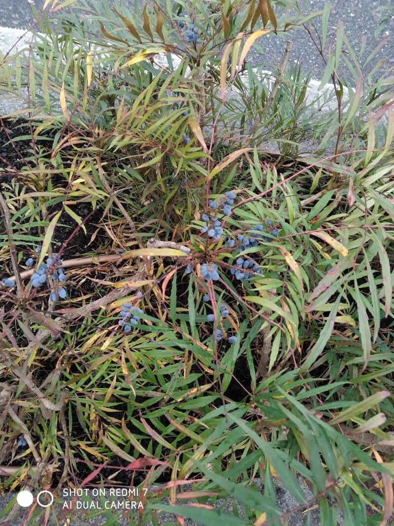 Berberis fortunei fruit