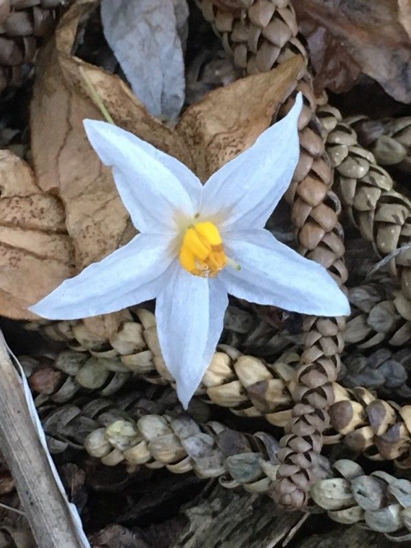 Solanum insulaepinorum flower