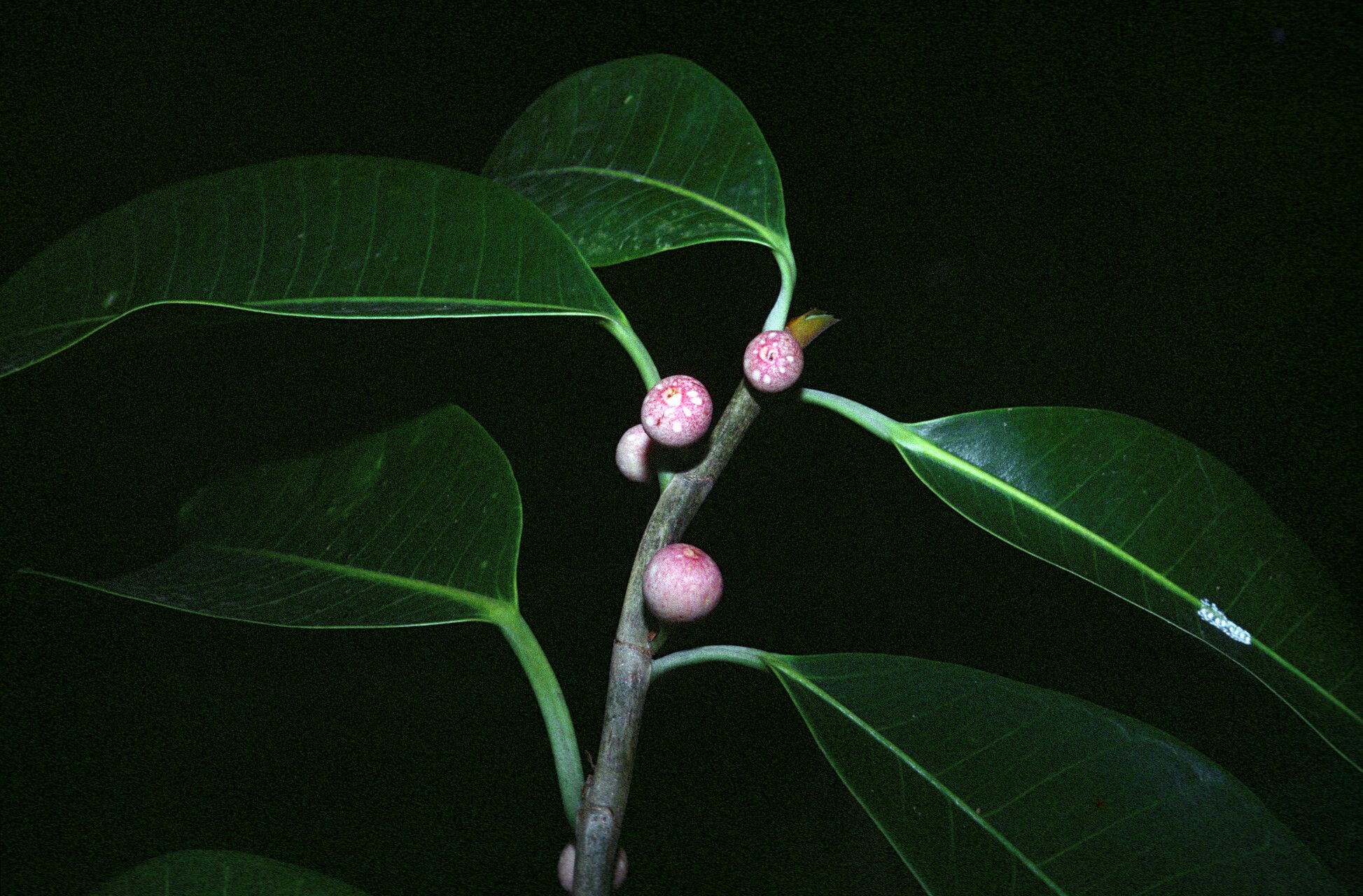 Ficus guianensis — houseplant care guide