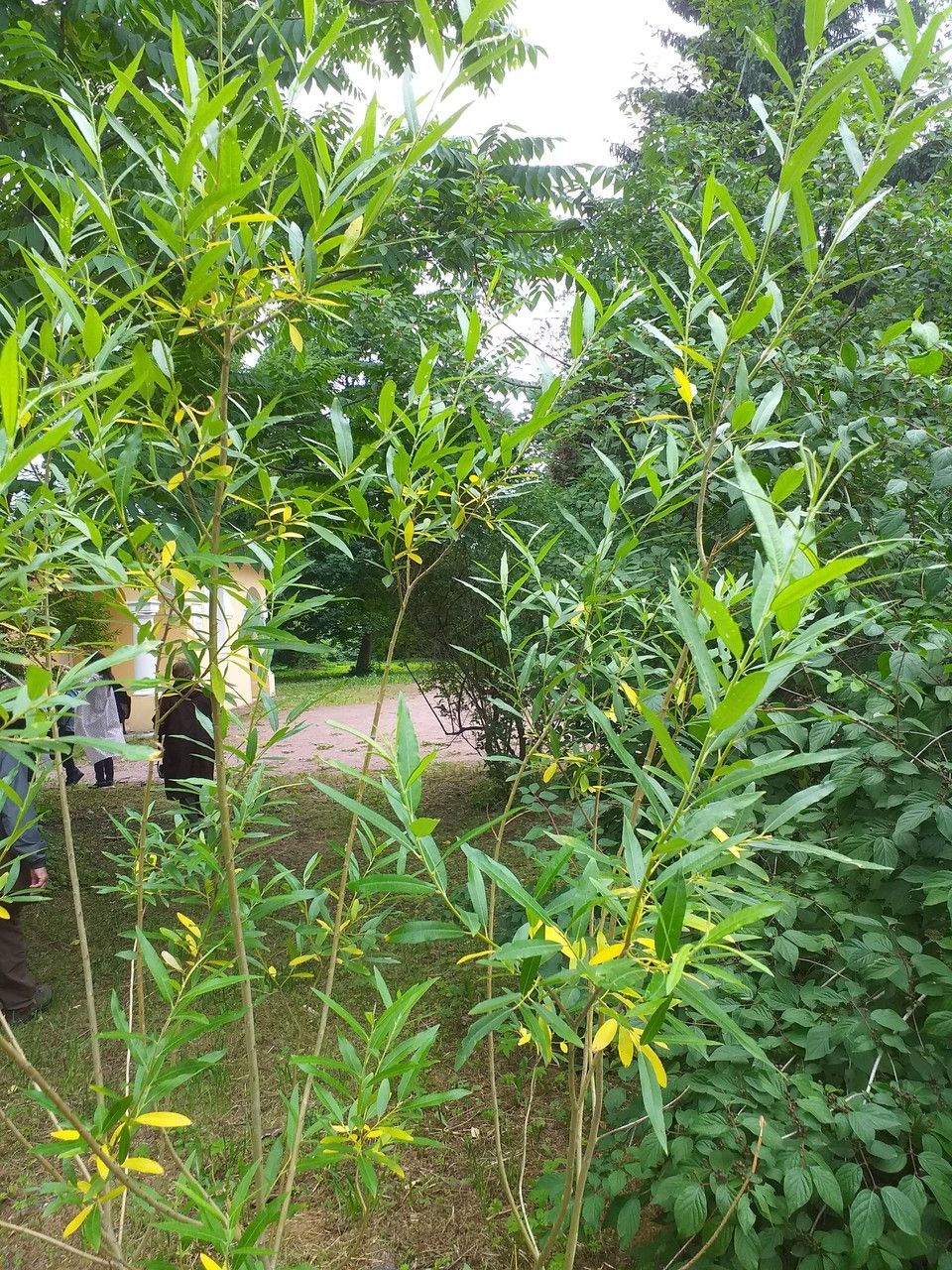 Salix gmelinii — search result for 'Salicaceae'