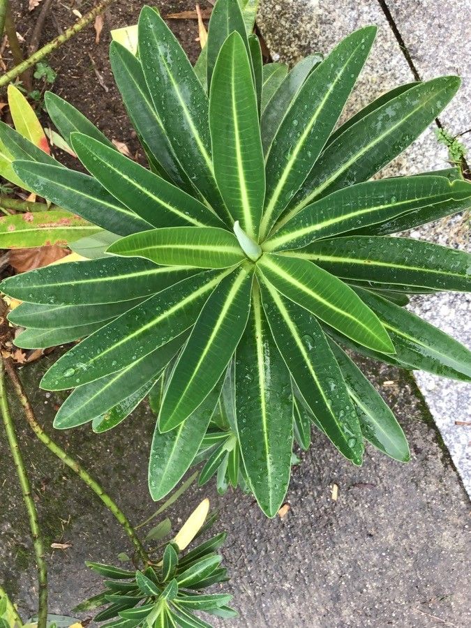 Euphorbia stygiana leaf