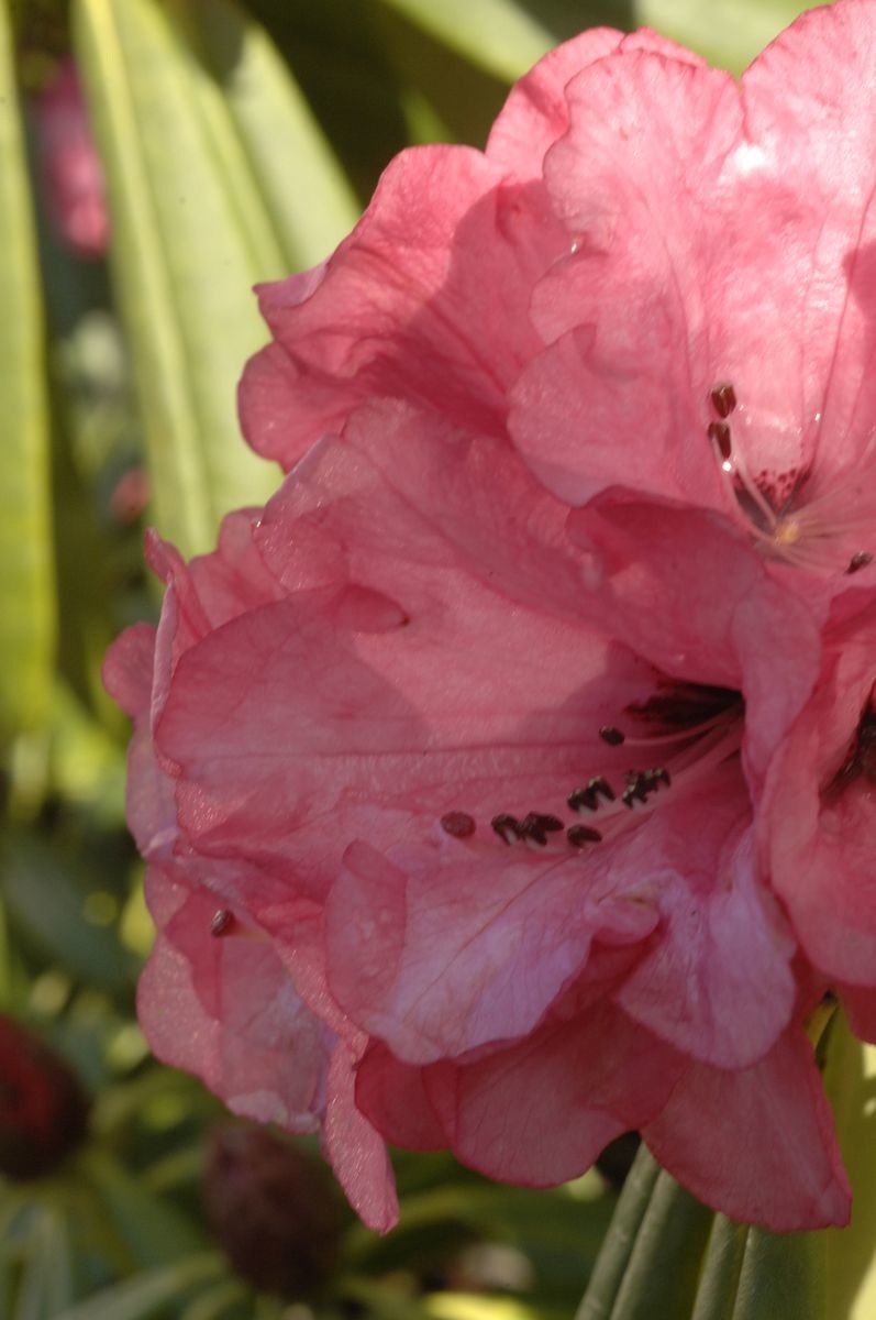 Rhododendron monodii — houseplant care guide