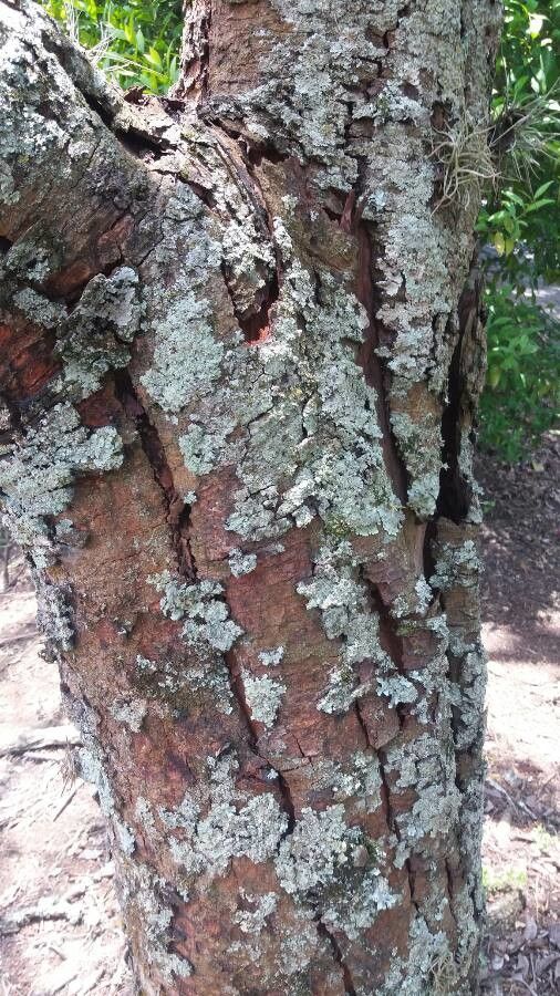 Psittacanthus rhynchanthus bark