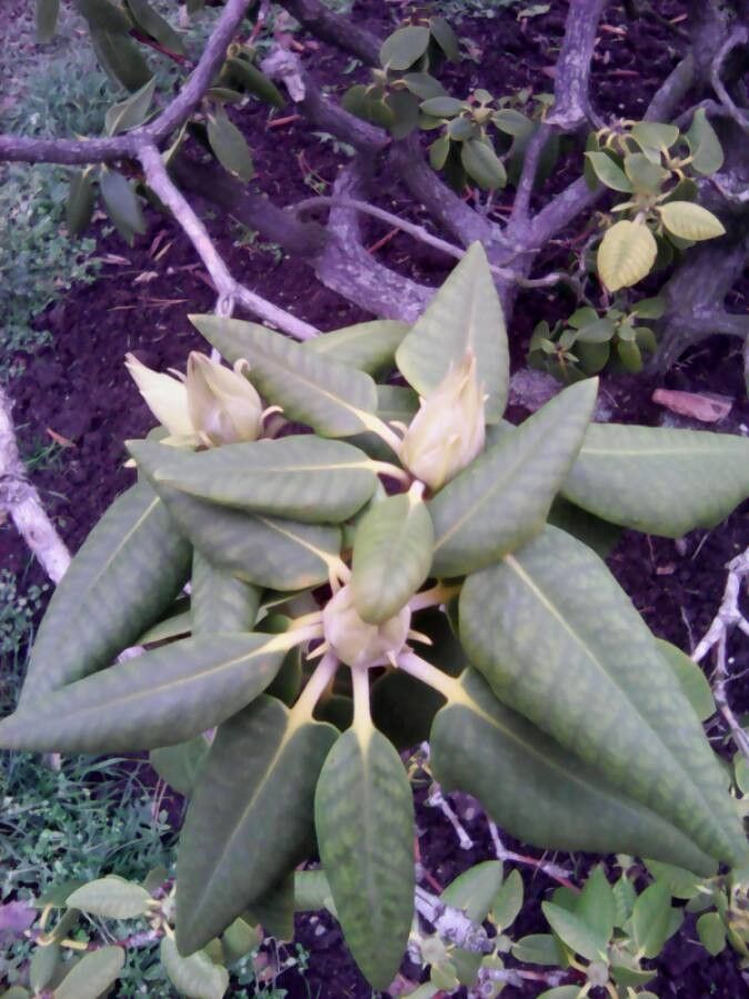 Rhododendron spp. flower