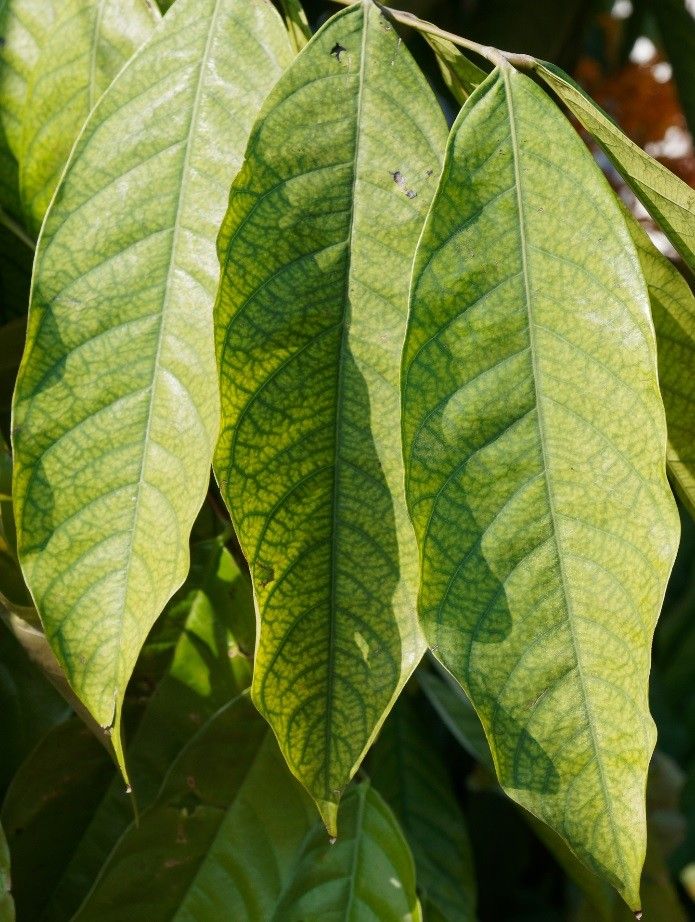 Saraca thaipingensis — related species from the same genus