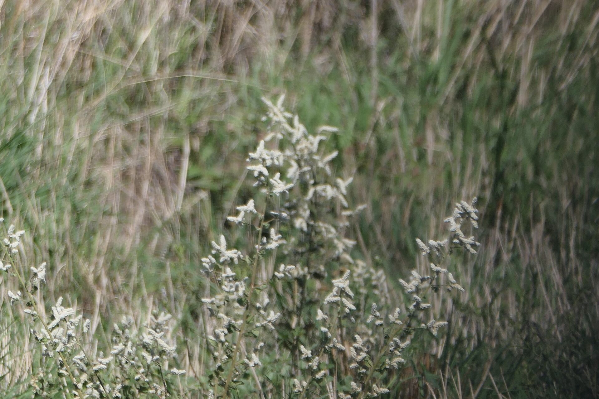 Ouret leucura flower