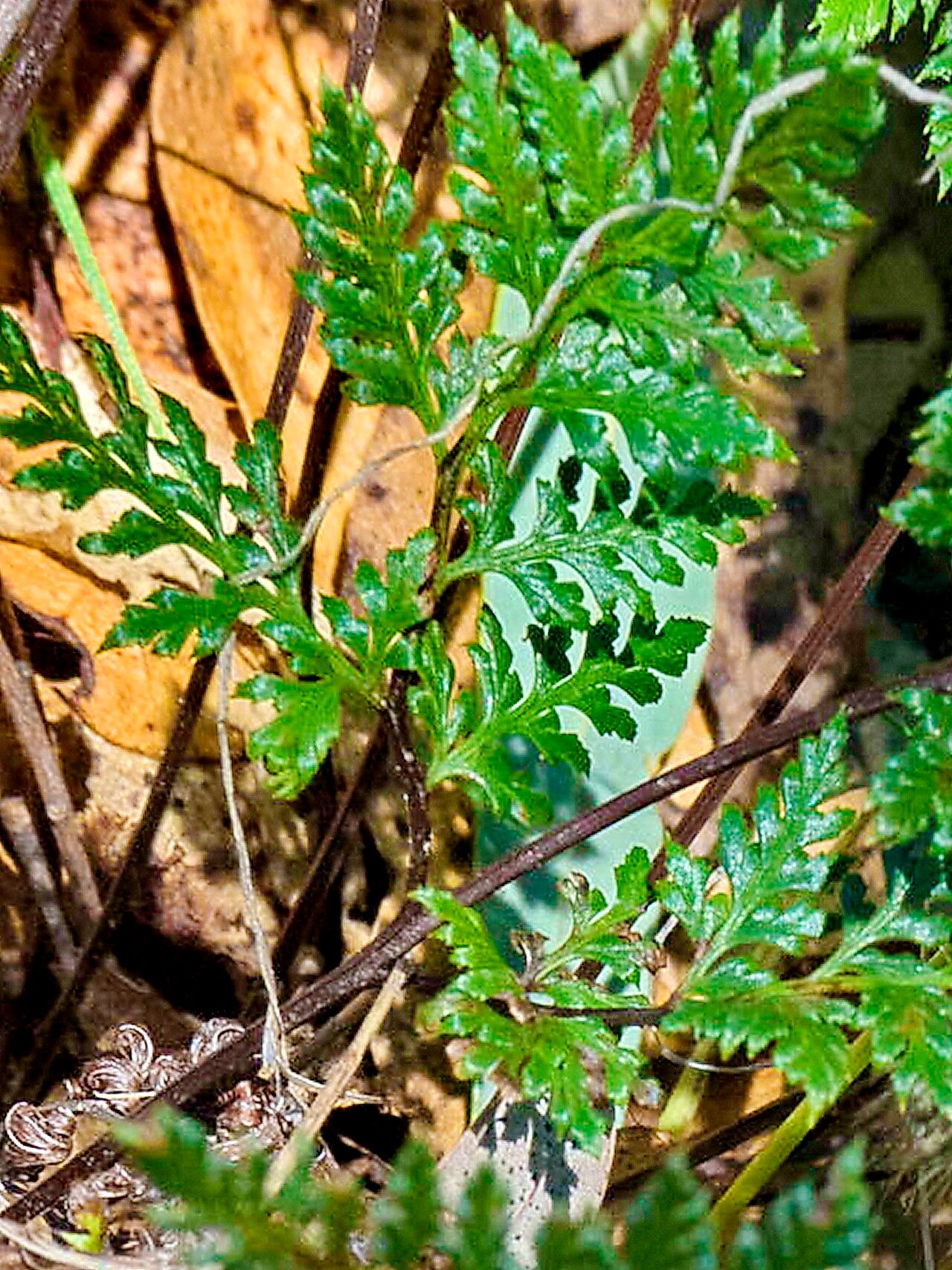 Hemionitis californica — houseplant care guide