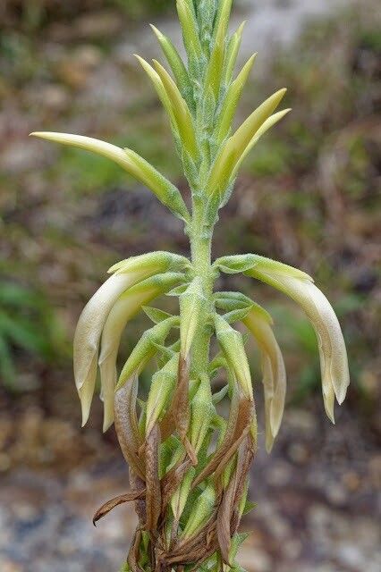 Pitcairnia micotrinensis flower