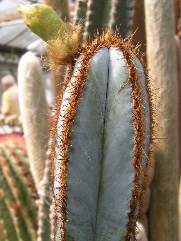Pilosocereus fulvilanatus — search result for 'Pilosocereus'