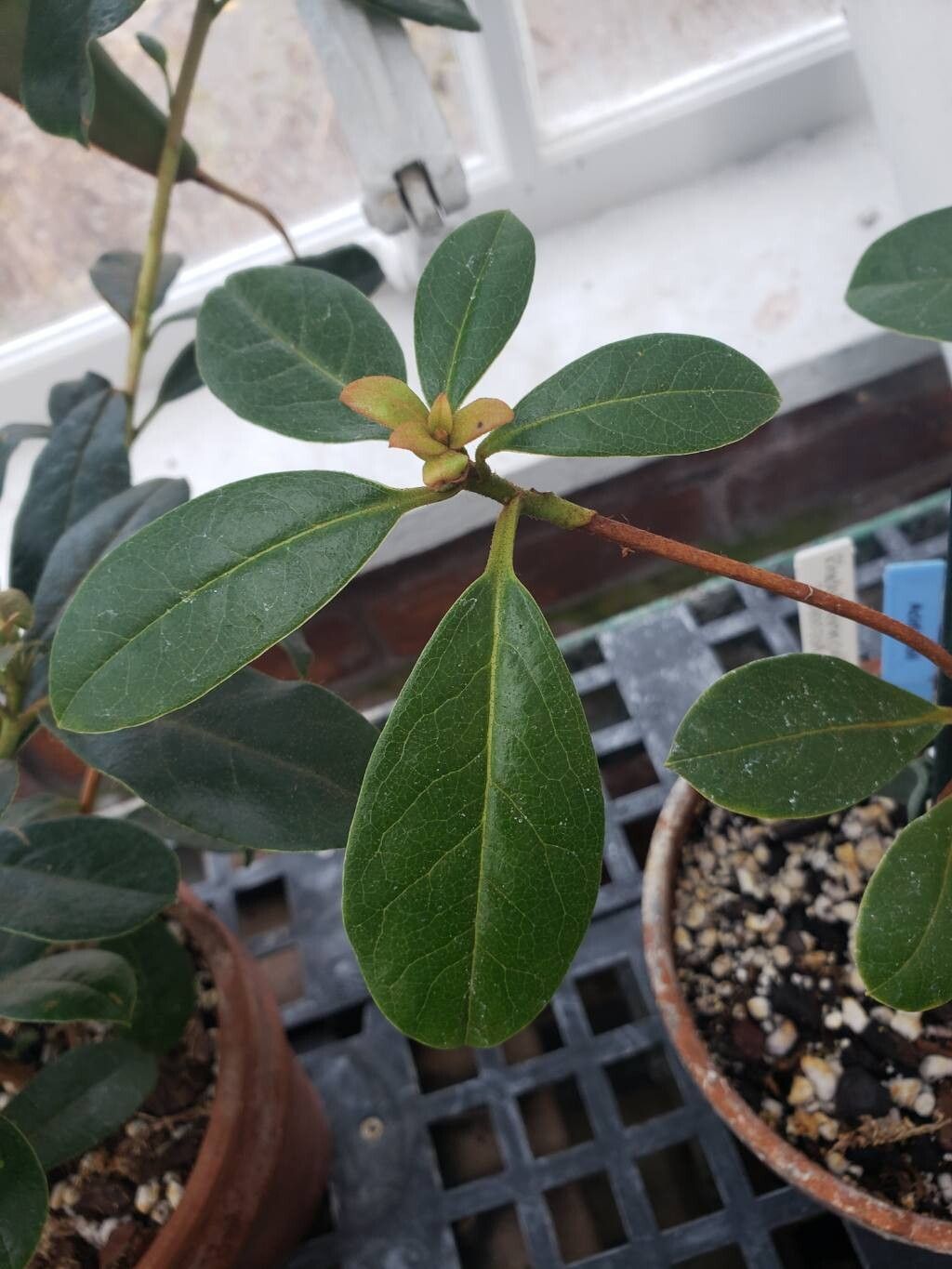 Rhododendron cuffeanum — houseplant care guide