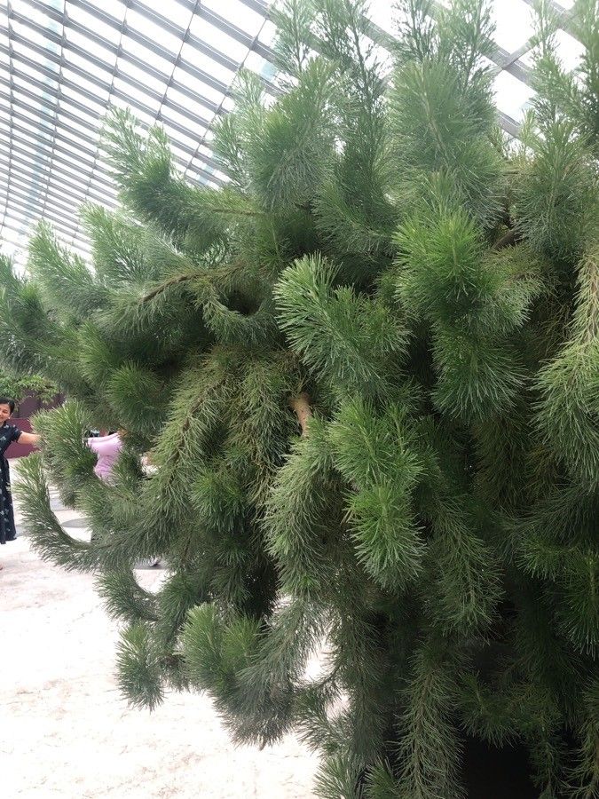 Adenanthos sericeus — search result for 'Proteaceae'