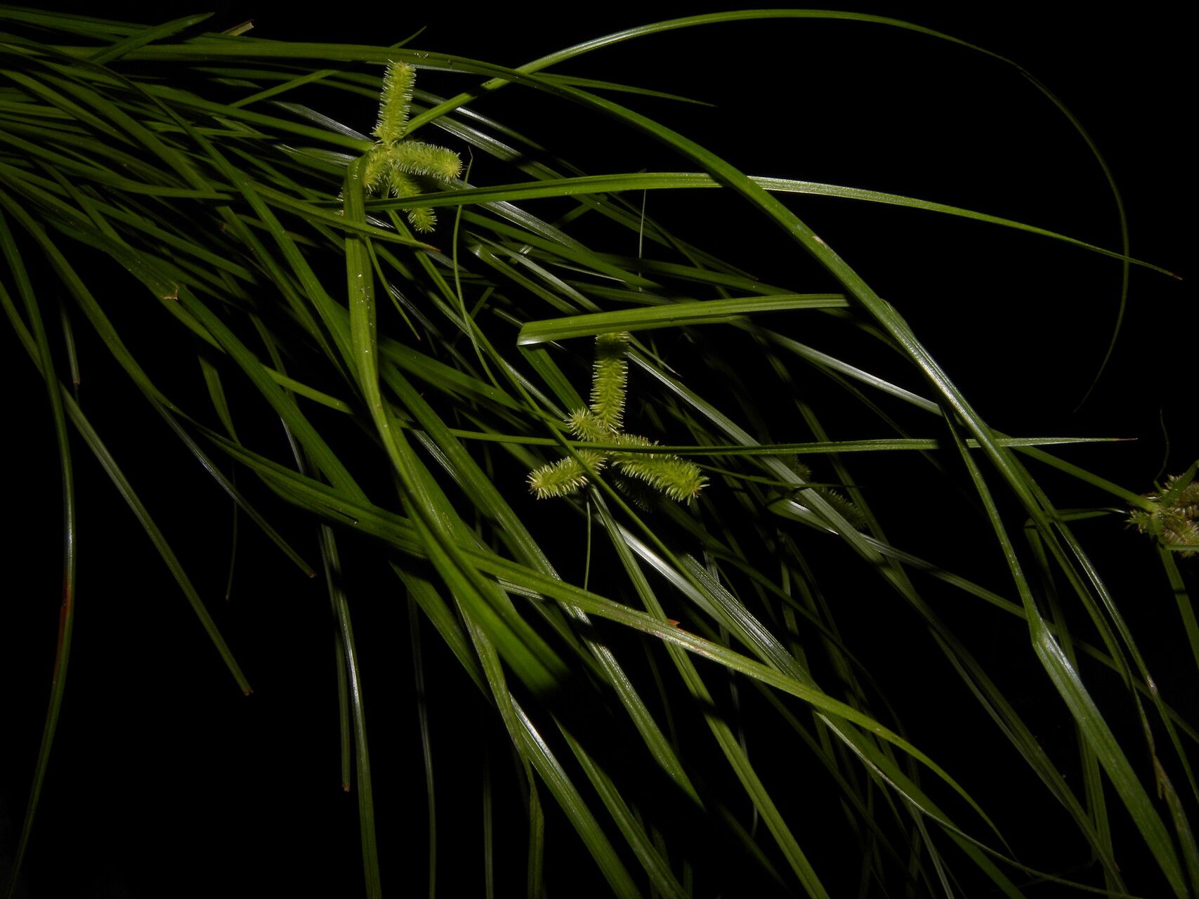 Cyperus regiomontanus — houseplant care guide