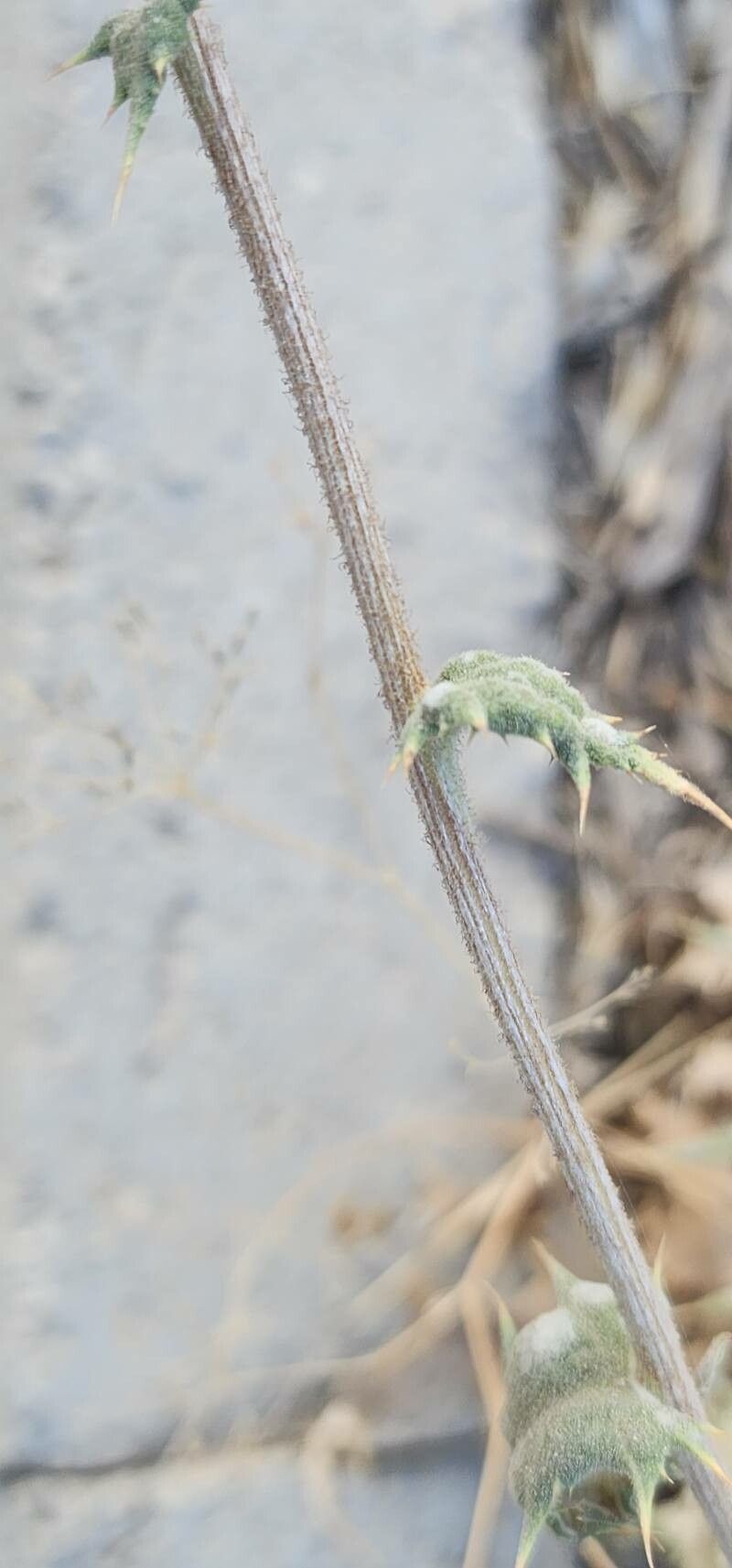 Echinops villosissimus bark