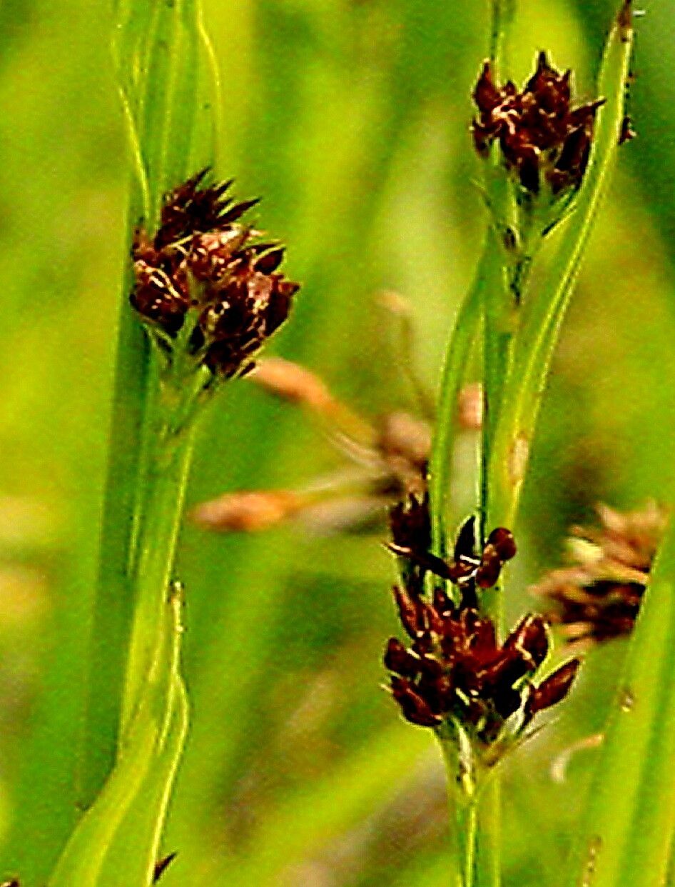 Rhynchospora caduca — houseplant care guide