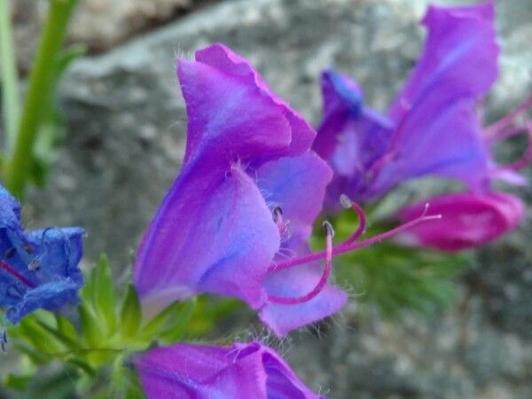 Echium bonnetii flower