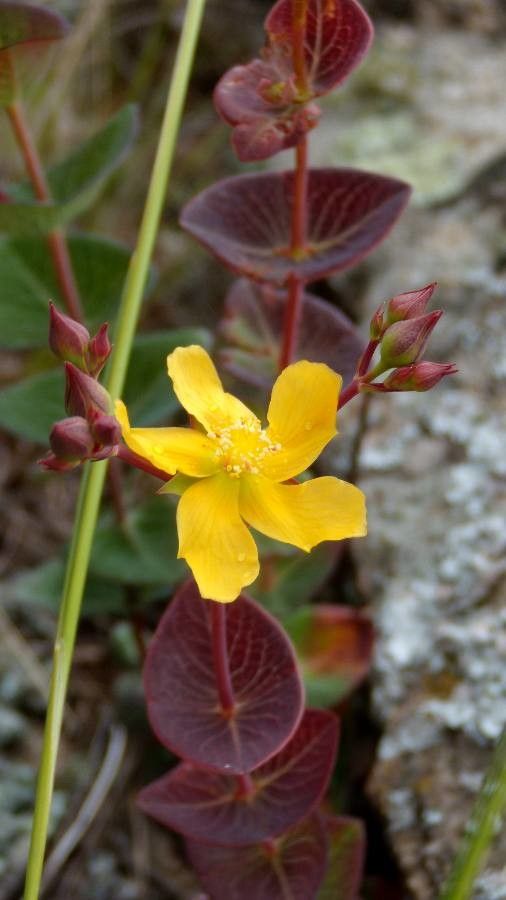 Hypericum connatum flower