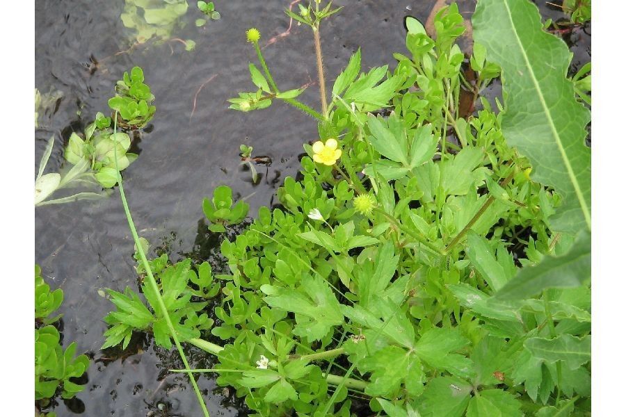 Ranunculus macounii habit