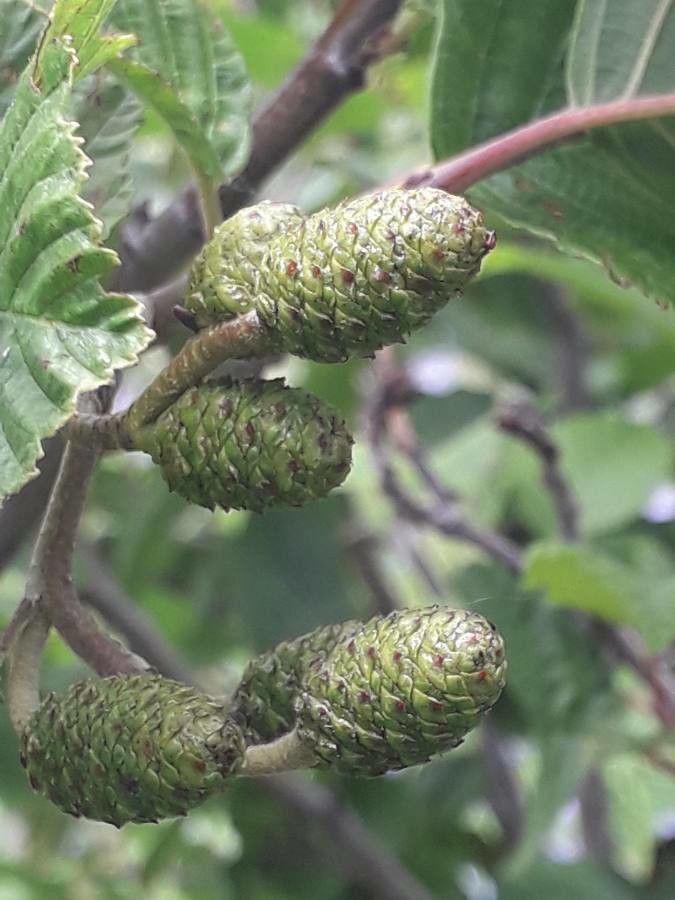 Alnus × pubescens fruit