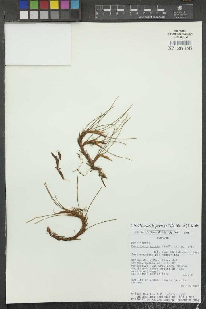 Maxillaria pacholskii — houseplant care guide