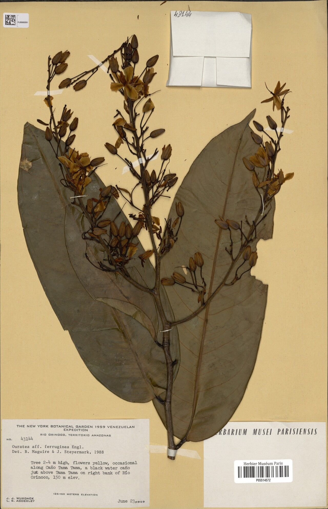 Ouratea ferruginea flower