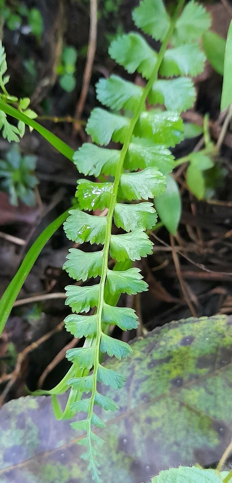 Asplenium lorentzii — houseplant care guide